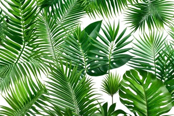 Fototapeta na wymiar palm leaves on a white background