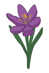 Crocus doodle. Spring time flower clipart. Cartoon vector illustration isolated on white background.