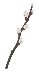 Pussy willow twig doodle. Spring time blooming tree branch clipart. Cartoon vector illustration isolated on white background.