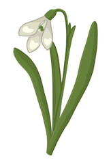 Snowdrop doodle. Spring time flower clipart. Cartoon vector illustration isolated on white background.