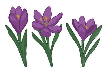 Naklejka na ściany i meble Spring time flowers collection. Clipart set of crocus doodle. Cartoon vector illustration isolated on white.