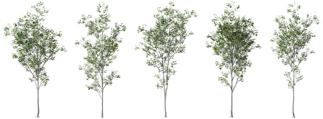 Cutout jungle trees shapes standing collections transparent backgrounds 3d rendering png