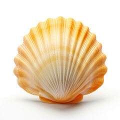 Single Sea Shell on White Background, Natural Beauty of the Ocean