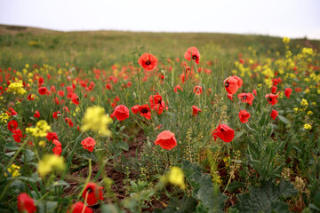 Red poppies and yellow flowers in the field. Rainy weather, flowers with drops of water.
