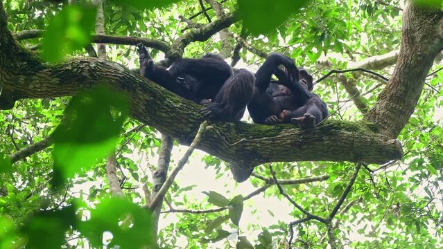 Two Chimpanzees grooming each other in the forest