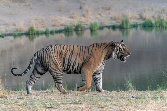 Tiger, Bengal Tiger (Panthera tigris Tigris), walking near a lake in Bandhavgarh National Park in India.                                          