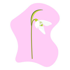 Snowdrop flower. Spring. Vector illustration