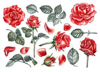 A set with red roses. Hand-drawn watercolor illustration. A clipart with rose elements. For the design of a flower card, an invitation to a wedding, a birthday. For packaging, banners and posters.