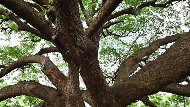 The biggest tree of Samanea saman or Rain tree in Kanchanaburi