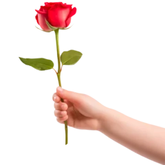Fototapeten Baby hand holding a single stem red rose with green leaves on a transparent background. © PJang