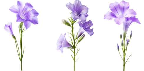 set of stem campanula flowers on a transparent background
