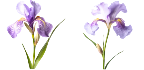 Poster Im Rahmen set of stem iris flowers on a transparent background © PJang