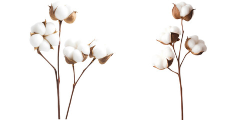 set stem cotton on a transparent background