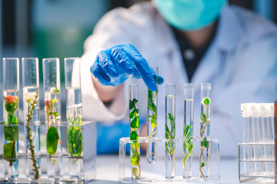 A Female Asian scientist working on a sample of plant in laboratory, concept of microbiology, pharmaceutical, biochemistry, genetics, horticulture or agricultural research or experiment and analysis.