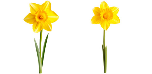 stem daffodil flowers with green leaves on a transparent background