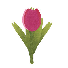tulip 