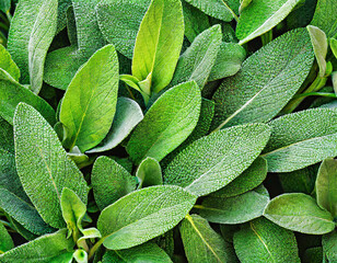 Fresh sage leaves background. Sage or salvia growing in garden, used in medicinal and culinary. Herb sage leaf texture background
