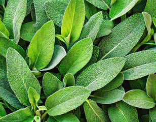 Fototapeta premium Fresh sage leaves background. Sage or salvia growing in garden, used in medicinal and culinary. Herb sage leaf texture background