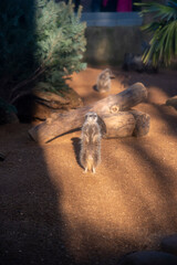 Meerkat at Colchester Zoo