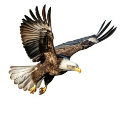 Majestic Bald Eagle Soaring With Wide-Spread Wings in Mid-Air