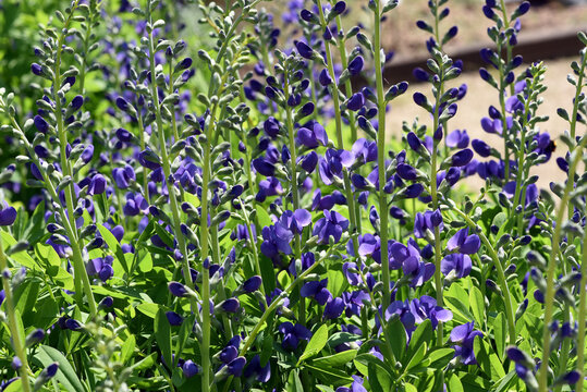 Shell dyer, Baptisia tinctoria