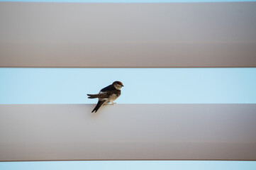 common house martin perched on the roof pergola