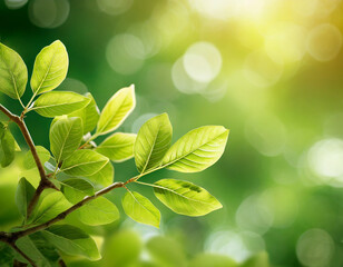 Fototapeta na wymiar Nature of green leaf with bokeh background in summer, Natural green leaves plants with sunlight in springtime, copy space, environment ecology.