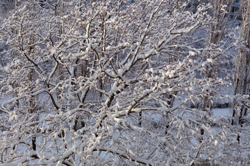 Fluffy snow on the trees