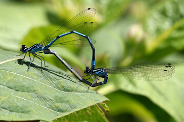 Hufeisen-Azurjungfer, Coenagrion puella