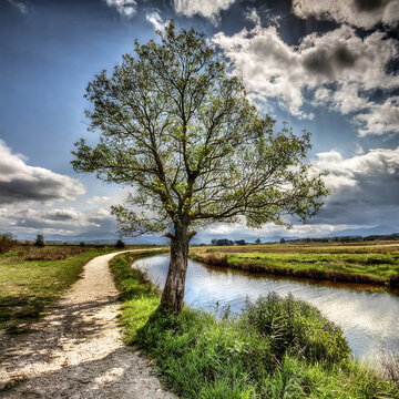 nature scene with lonely tree, path and river; hdr image