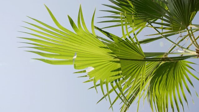Green palm tree on blue sky background. Tropical palm leaf trees at sunlight. Advertising, product, background picture. Summer background, slow motion. Looking Up. High quality 4k footage