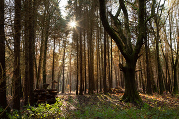 morning in the forest