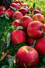 Obraz na płótnie Canvas Red ripe apples lying on grass