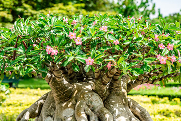 Pink flower bonsai, Adenium obesum flowers, or Impala Lily, Pink Bignonia in the park at Chatuchak, Bangkok city Thailand. 