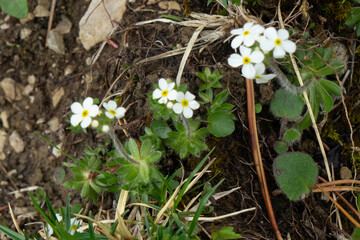 Bewimperter Mannsschild, Androsace chamaejasme, bewimperte Blattrosette in Fels-Gelände, nah