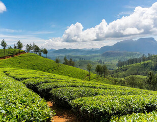 Fototapeta na wymiar Panorama of green tea plantation in up country near Nuwara Eliya, Sri Lanka. High quality photo. Green tea field for background and banner