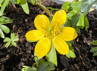 winter lice, Eranthis, hyemalis