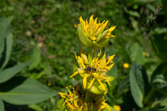 Gelber Enzian, Gentiana lutea, Blüte mit Insekten