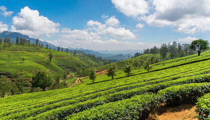 Fototapeta na wymiar Panorama of green tea plantation in up country near Nuwara Eliya, Sri Lanka. High quality photo. Green tea field for background and banner