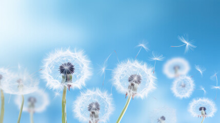 close up of a dandelion on blue sky