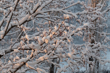 Fluffy snow on the trees