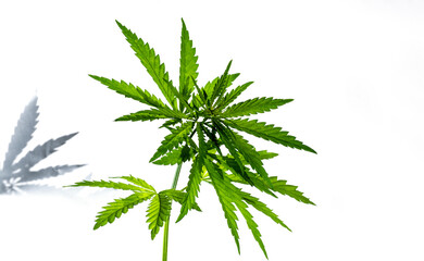 Cannabis plant with shadow isolated on the white background.