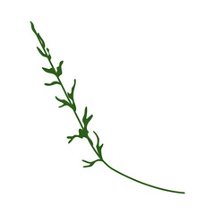 plant isolated on white background