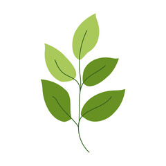 green twig isolated on white background