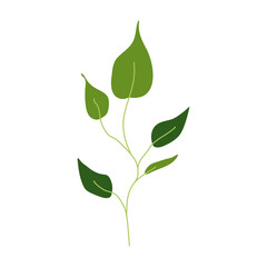 Branch with green leaf isolated on white