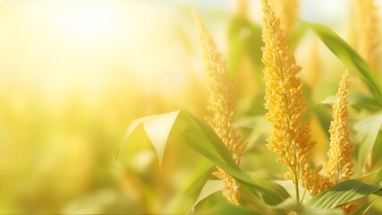 frame of fresh sorghum leaves isolated on blurred abstract sunny background banner, nature scene with asian spirit and copy space