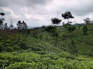 Obraz premium top view beauty landscape of green tea terraces valley