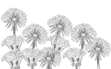 Dandelion flower bouquet hand drawn sketch for drawing book vector illustration isolated on white background