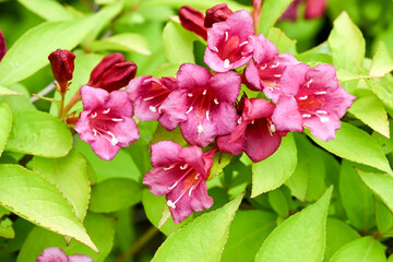 The blooming Weigela flowers.