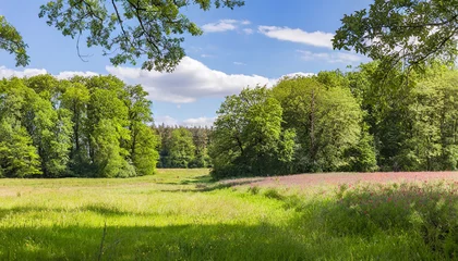 Woodlands on a pasture at the exit of the forest © Milla